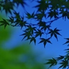 深緑モミジ