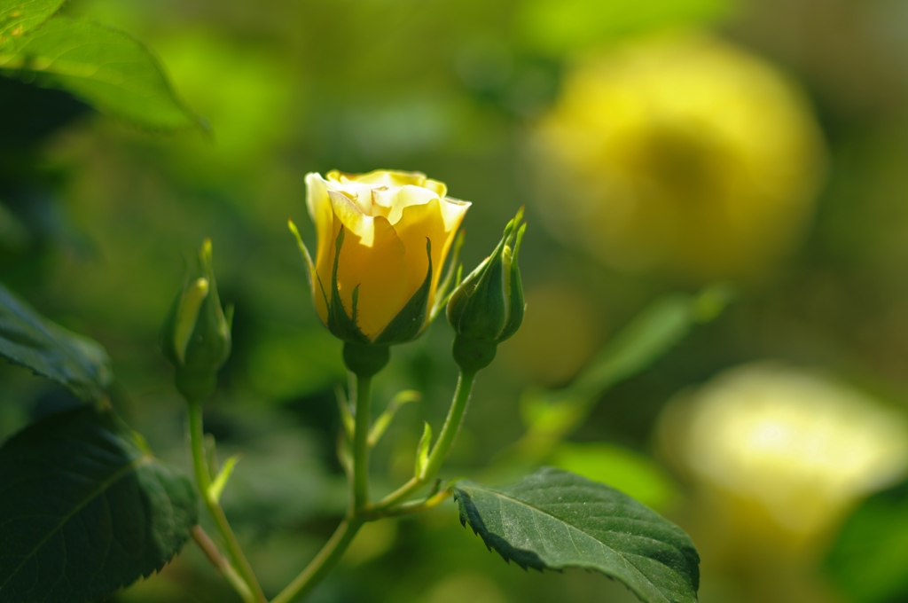 開花直前