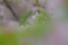 夢で見たあの花
