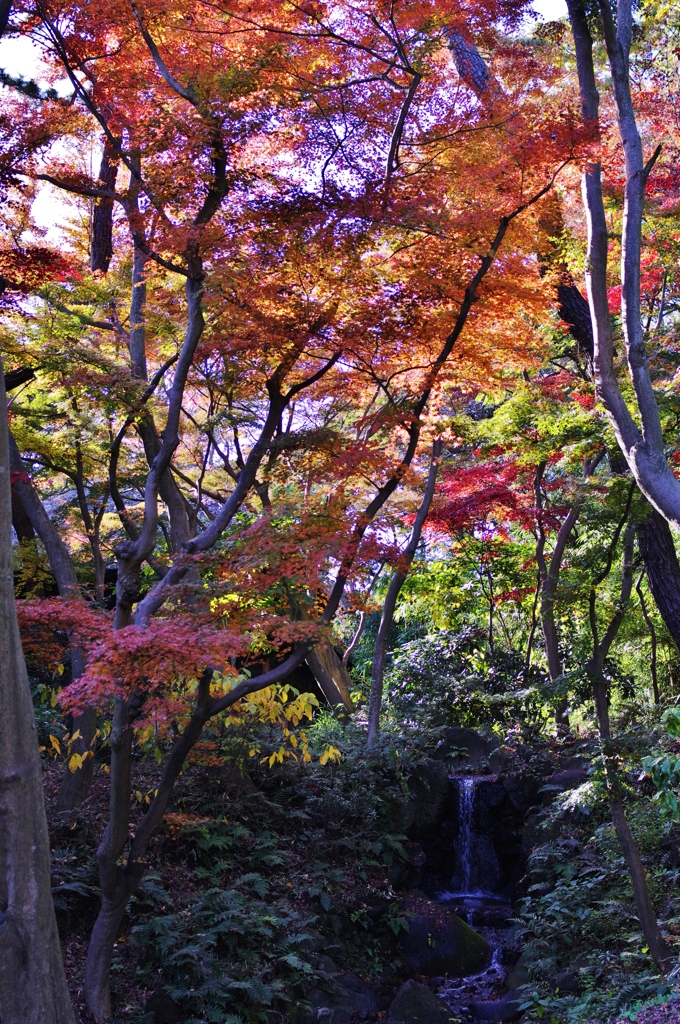 紅葉と滝