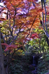 紅葉と滝