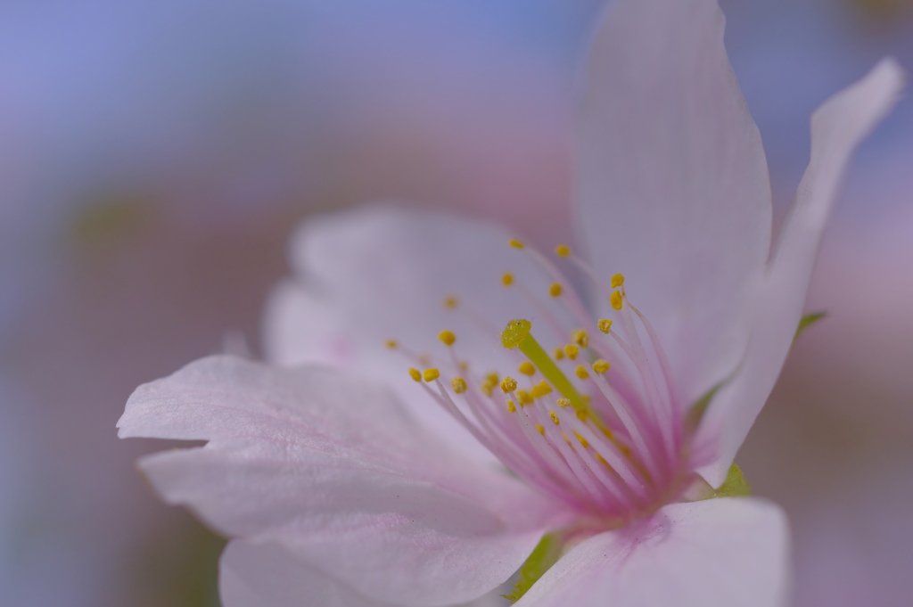 花弁が散る前に