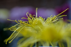 踊り菊