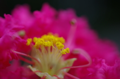 ♪君の好きな花が・・・