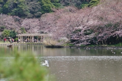 三溪園だより