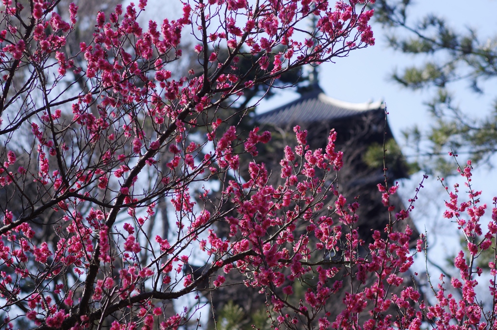 三溪園だより