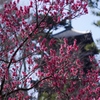 三溪園だより