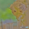花のカクテル