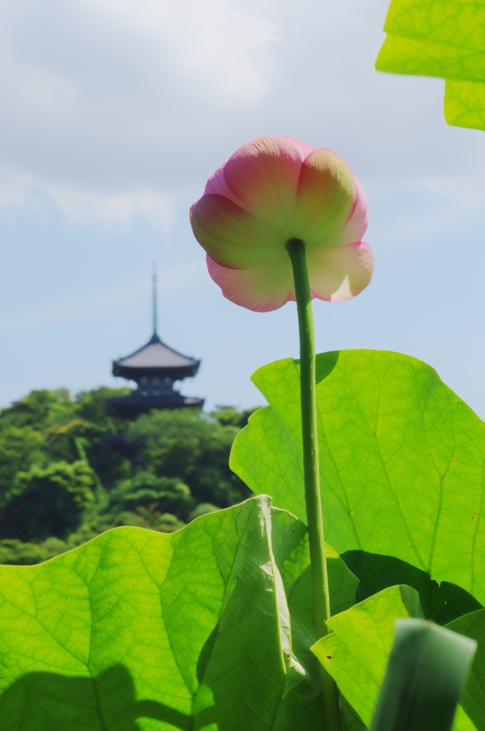 三溪園だより