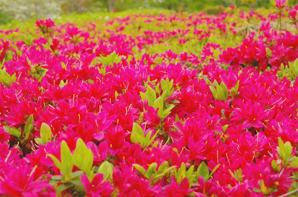 ツツジの森