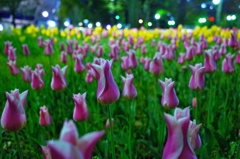 横浜公園チューリップ