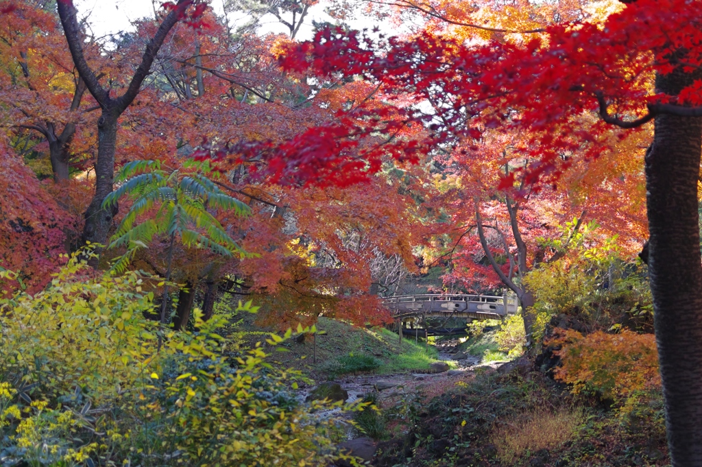 内苑の川