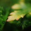 気になる葉