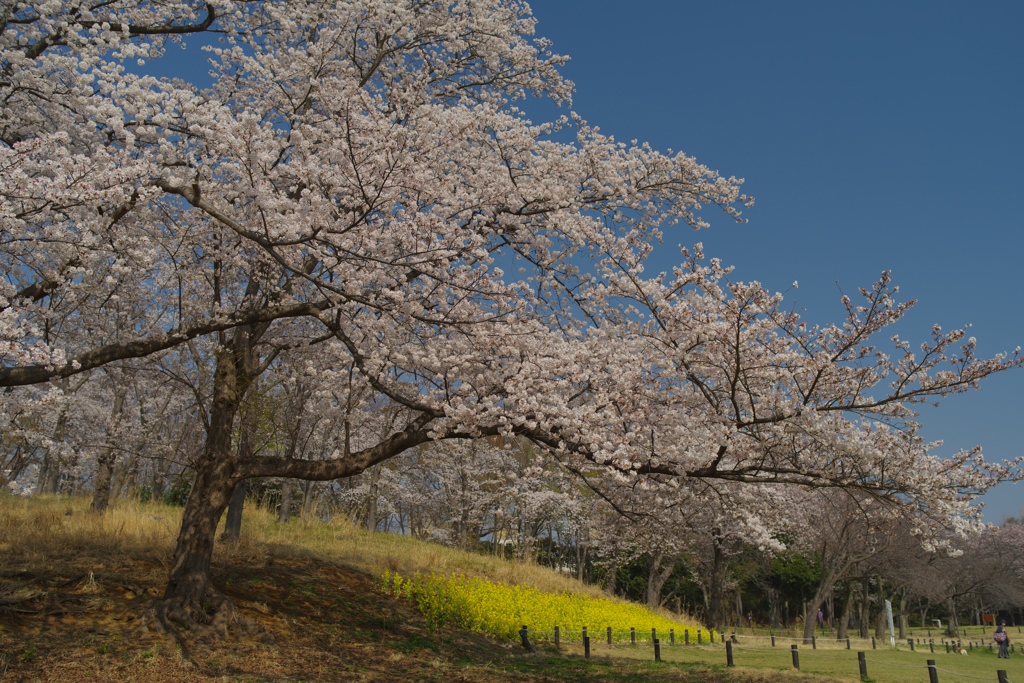 菜の花コラボ