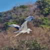 優雅だねぇ