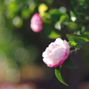 秋薔薇