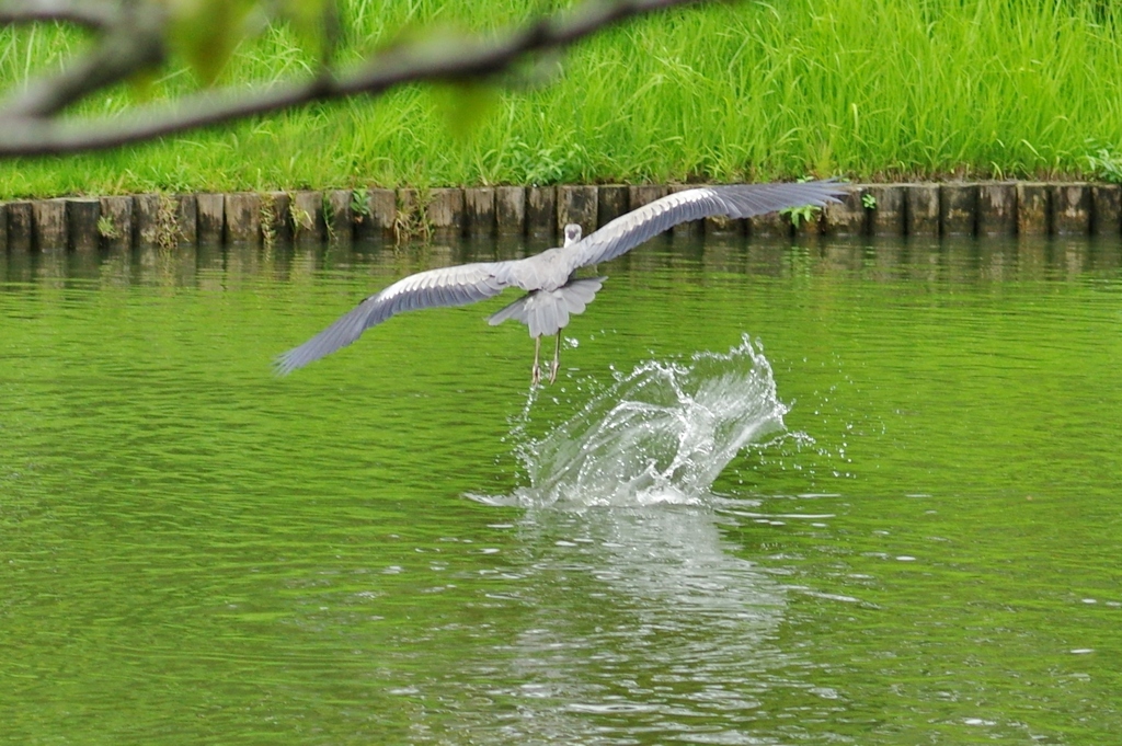 池の主