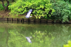 都会に住む青鷺