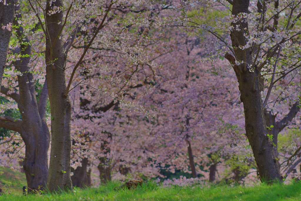 桜林