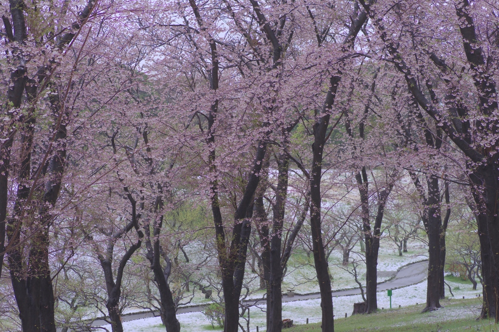 雪の中の桜林