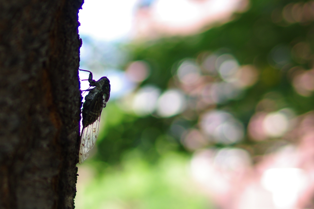 「私を撮って！」と降りてきました