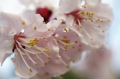 開花宣言