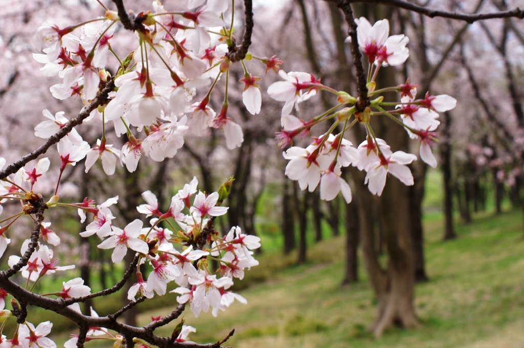 桜の園