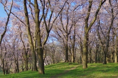 桜の花道