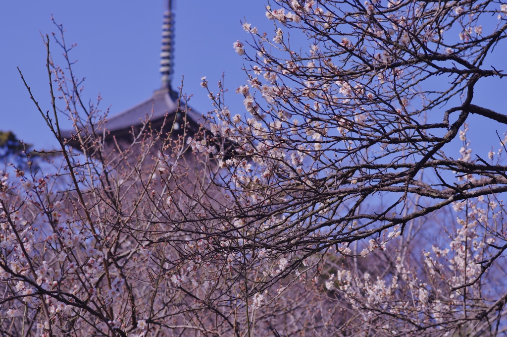 三渓園だより