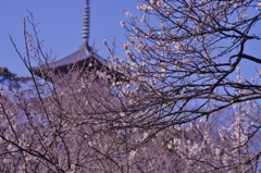 三渓園だより