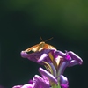 この花は私がいただいた・・・虫注意