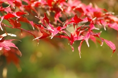 三渓園のモミジ