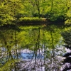 静かな森の静かな池