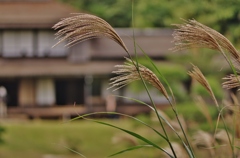 原風景