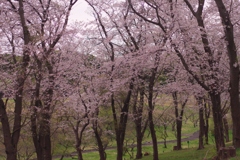 雪解けの後の桜林