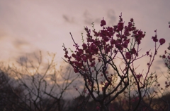 夕暮れの梅
