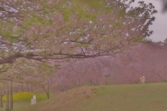 桜の季節の終わり