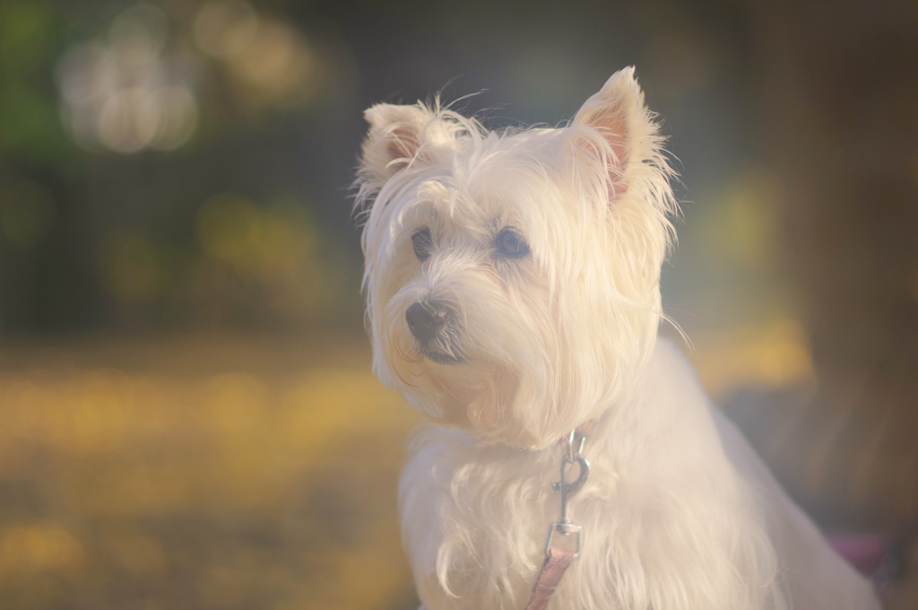 黄昏犬