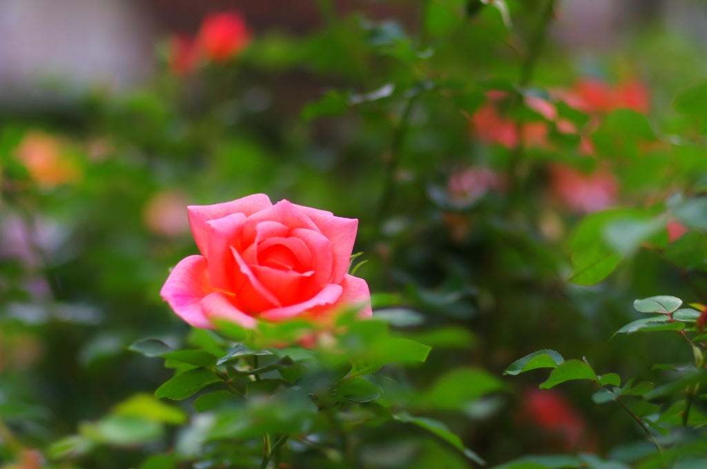 秋薔薇