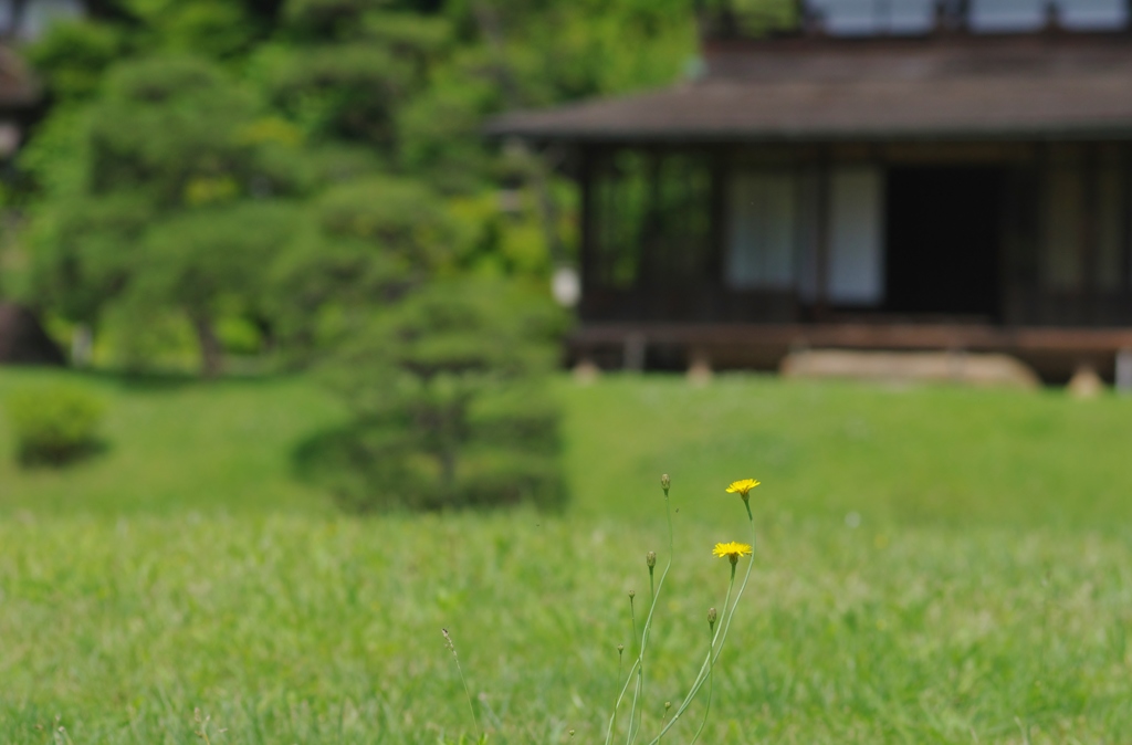 ちいさな花