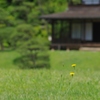 ちいさな花