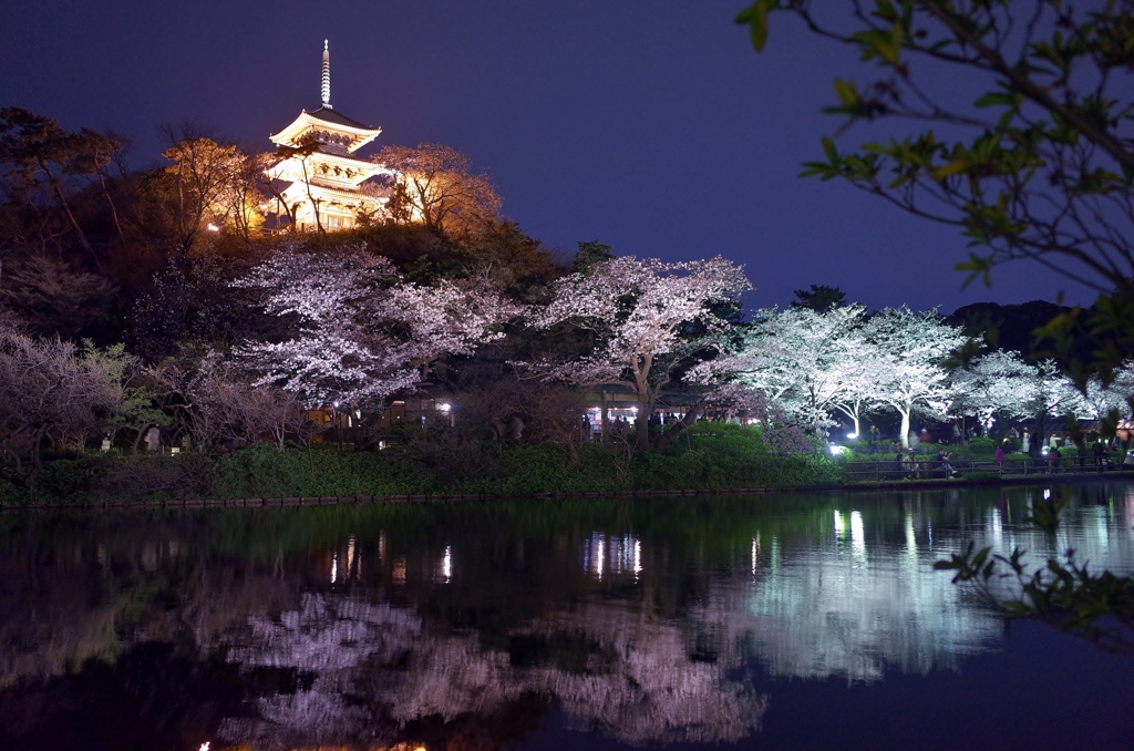 三溪園桜の夜