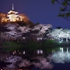 三溪園桜の夜