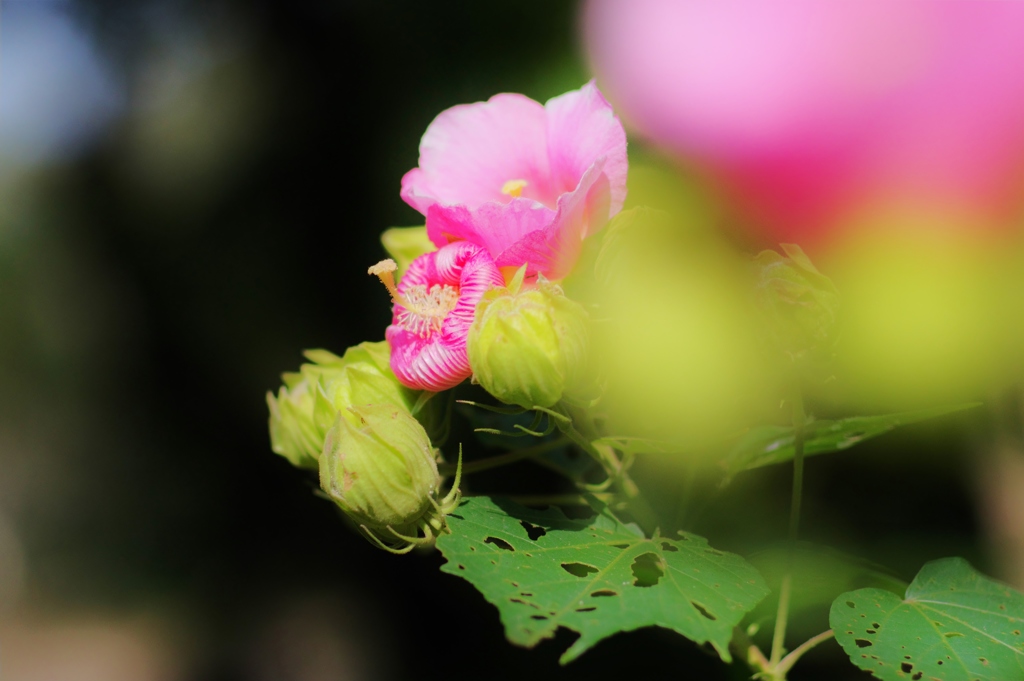 芙蓉咲き始め