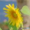 夏の記憶