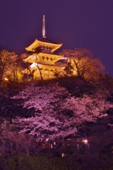 桜の上の金の塔