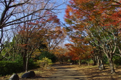 終わりかけの紅葉の小道