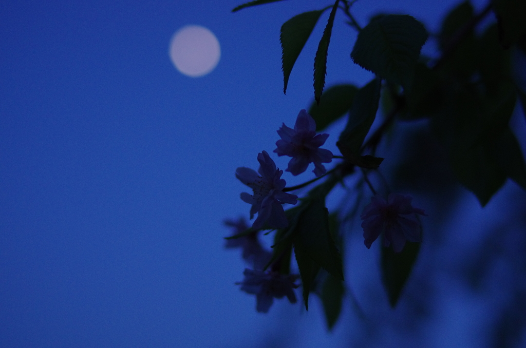 なごり桜