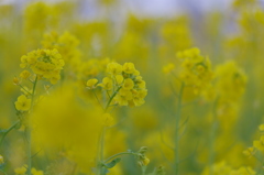 菜の花だらけ