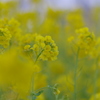 菜の花だらけ
